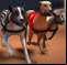 Greyhound Racing